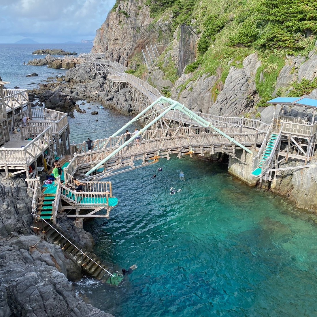 夏季セミ