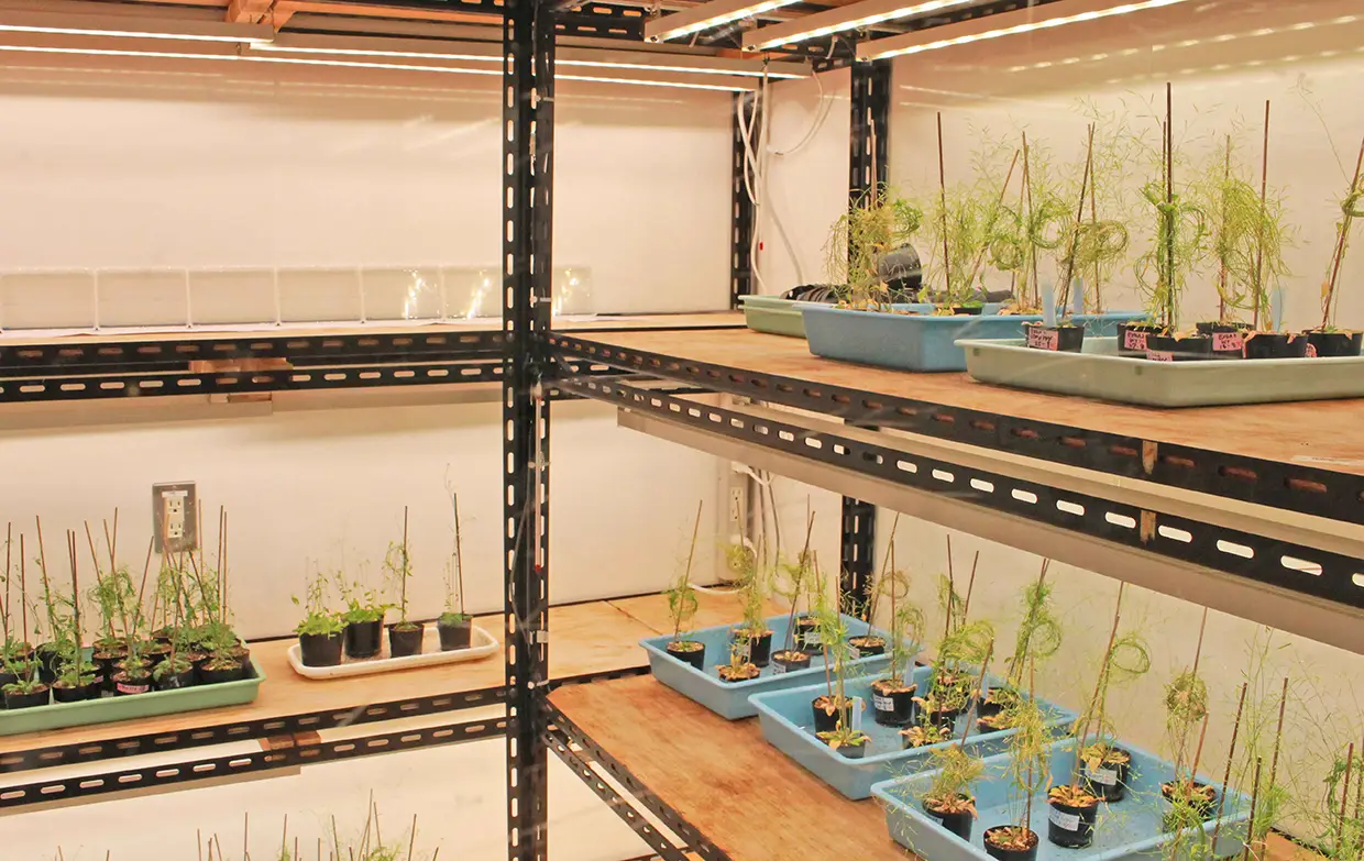 植物育成室：LED照明による独立植物部屋が４つ