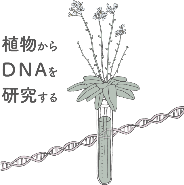 植物からDNAを研究する
