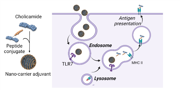 (2022) Self-assembling small-molecule adjuvants as antigen nano-carriers.png