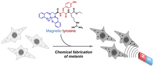 (2022)Magnetic Control of Cells by Chemical Fabrication of Melanin.jpg