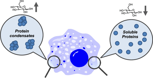 (2022)Glucose as a Protein-Condensing Cellular Solute.gif