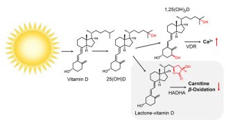 TOC_vitamind.jpg TOC_vitamind.jpg