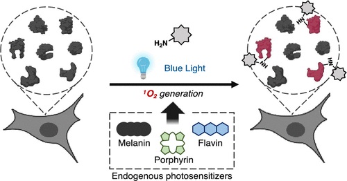 (2022) Chemoproteomic Identification of Blue-Light-Damaged Proteins.jpg