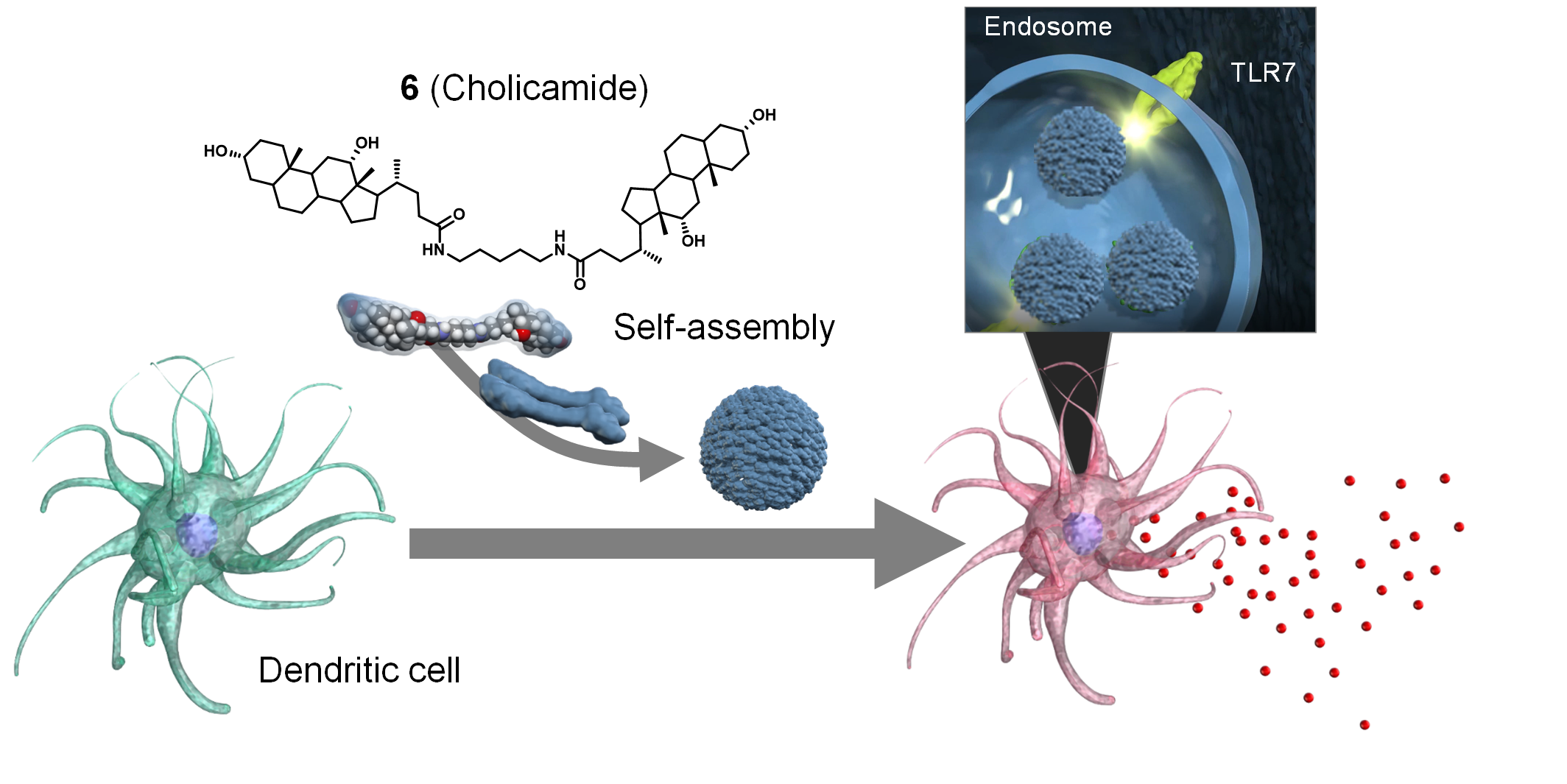 (2020) Discovery of Self‐Assembling Small Molecules as Vaccine Adjuvants.png