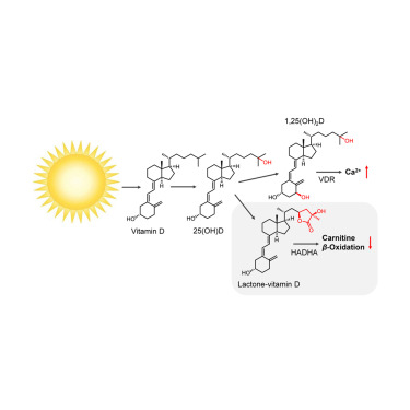 (2021) Controlled lipid β-oxidation and carnitine biosynthesis by a vitamin D metabolite.jpg