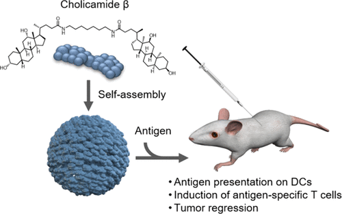 (2023) Identification of a Self-Assembling Small-Molecule Cancer Vaccine Adjuvant with an Improved Toxicity Profile.gif