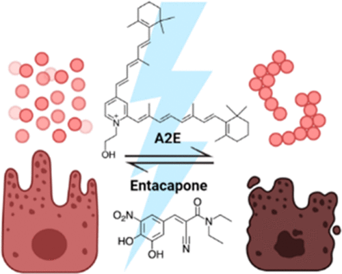(2023) Small-Molecule Drug Repurposing for Counteracting Phototoxic A2E Aggregation.gif